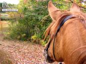 Rutas y paseos a caballo en el Valle del Jerte