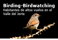 Birding, observación de aves en el Valle del Jerte