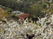 Cerezo en flor Valle del Jerte. Fiesta de Interés Turístico Nacional