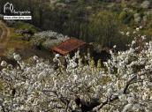 Cerezo en Flor, Valle del Jerte. Oferta especial 2014