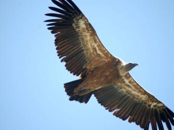 Monfragüe volverá a ser el epicentro del Turismo Ornitológico mundial