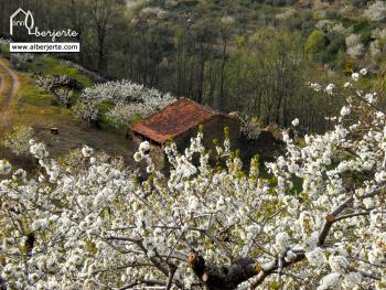 Cerezo en Flor 2014 Valle del Jerte