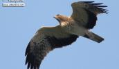 Águila calzada. Birding en el Valle del Jerte