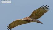 Águila culebrera. Birding en el Valle del Jerte