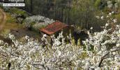 Cerezo en Flor 2014 Valle del Jerte